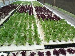 140 Aquaponics In The Philippines Ideas Aquaponics System Aquaponics Aquaculture