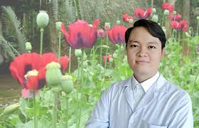 Cây này thuộc dạng thân. Cay Anh Tuc Co Dung Ä'á»ƒ Chá»¯a Bá»‡nh Khong