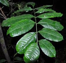 Image result for Entandrophragma delevoyi