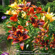Lily starlette sounds like the name of a female protagonist in a mediocre spy thriller novel. Lily Lilium Starlette In The Lilies Database Garden Org