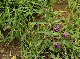 Image result for Lantana rugosa