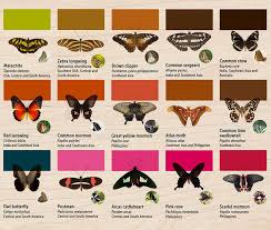 Butterfly Spotters Guide Zoological Society Of London Zsl