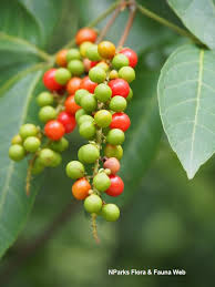 Image result for Allophylus