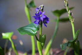 Image result for Monochoria