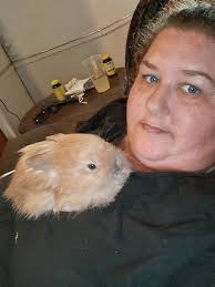 So this is a second gen baby of a breed I'm working on. There is mini rex  genetics in both parents. I know it's dam has a copy of the dwarf gene,