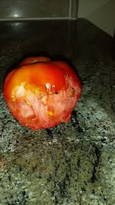 Maybe you would like to learn more about one of these? Please Help What S Eating My Tomatoes And How To Stop It