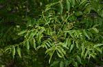 Image result for Kirkia acuminata