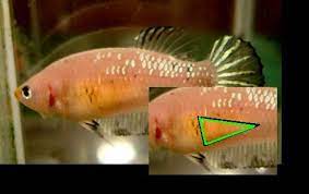 Pin On Betta Fish
