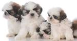 Top 100 Shih Tzu Male Dog Names – The Paws