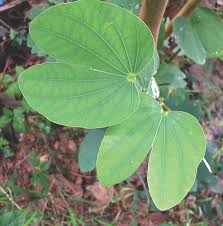 Image result for Bauhinia purpurea