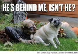 Halloween Funny Halloween Memes Halloween Memes Animal Captions