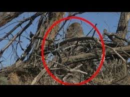 Pin By James Greenhill On Art2 Bigfoot Bigfoot Photos Bigfoot Sasquatch