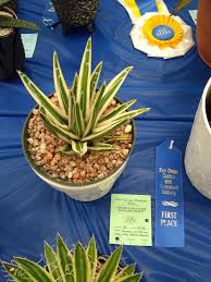 San diego cactus and succulent society meeting info: Photo Of The Entire Plant Of Variegated Queen Victoria Century Plant Agave Victoriae Reginae Albomarginata Posted By Olga Batalov Garden Org