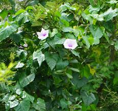 Image result for Ipomoea shupangensis
