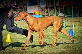 Find local rhodesian ridgeback puppies for sale and dogs for adoption near you. Jarracada Rhodesian Ridgeback Kennels