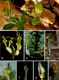 Image result for Ceropegia racemosa