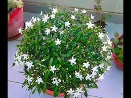 Chandani Plant Update How To Grow Chandani Tree Part 2 Youtube