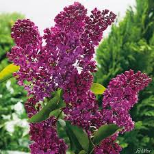 Edelflieder Dark Knight Edelflieder Flieder Pflanzen