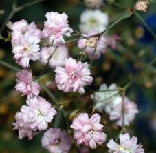 There are many different types of flower arrangements for funeral homes, from crosses to wreaths, to sprays. Gypsophila Wikipedia