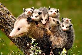 An opossum eating solid food with its mother is likely to be 3 to 5 months old, while a. Possums As Pets General Guidelines And Tips