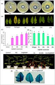 Image result for pseudomonas savastanoi pv nerii oleander symptoms