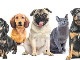 Can a person still see their dead pet? Love You To Death How We Hurt The Animals We Cherish Pets The Guardian