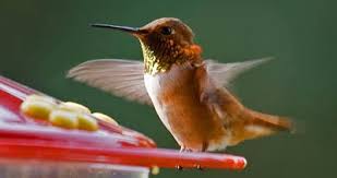 Grab your camera and enjoy the show. Why Won T Hummingbirds Come To My Feeder What Birds Are In My Backyard