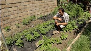 Best ways to improve drainage in a vegetable garden. Backyard Homestead Tomato Progress In Landscape Fabric By The California Gardener Youtube