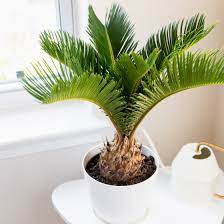 Don't let the big size fool you, you'll still get the same amount of flavor… you just get more of it. Sago Palm Plant Care Growing Guide