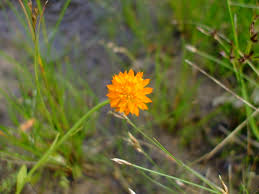 Image result for Polygala arenicola
