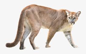 Pumas are reclusive and will avoid areas where there are human settlements. Puma Mountain Lion Puma Puma Animal White Background Free Transparent Png Download Pngkey