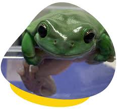 They live in many different climates throughout the world and red eyed tree frog. Amphibian Faq Types Diet Husbandry Life Cycle More