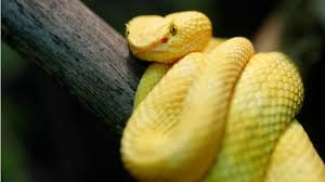 Jika seekor ular kecil mengejarmu dengan sangat cepat, menandakan akan disenangi oleh anak kecil. Tanda Transformasi Ini Arti Mimpi Lihat Ular Kuning