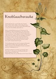 Knoblauchsrauke