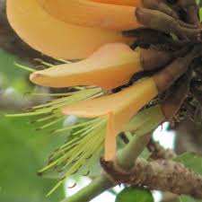 Image result for Erythrina afra