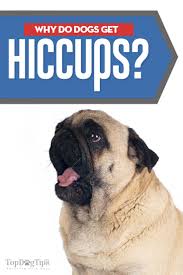 Diaphram is a large, curved muscle settled below the lungs and known as breath muscle. Can Dogs Get Hiccups What Do Hiccups In Dogs Mean And What To Do