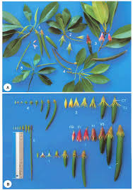 Image result for Bruguiera