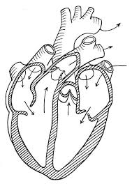 Heart coloring pages free printable coloring pages coloring sheets heart diagram parts of the heart heart anatomy heart pictures human heart body systems. Coloring Page Heart Img 16619 Human Heart Coloring Pages Human Anatomy Drawing