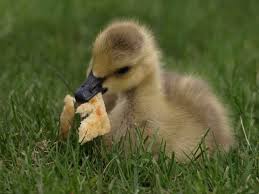 What Do Ducks Eat How To And Tips For Domestic And Wild Ducks Baby Ducks Ducklings Wild Duck