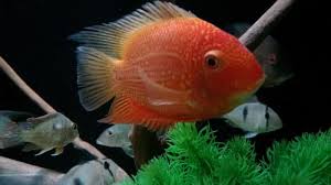 Severum Super Red Severum Fish Packaging Type Poly Size 5 Rs 1500 Piece Id 21556266730