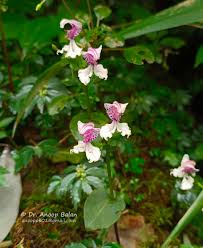 Image result for Disperis reichenbachiana