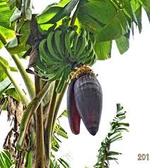 Bananier De La Martinique Plant Leaves Caribbean Islands Plants