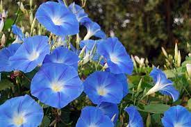 Morning Glory Sources Health Benefits Nutrients Uses And Constituents At Naturalpedia Com Morning Glory Seeds Morning Glory Flowers Blue Morning Glory