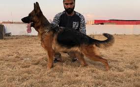 Excellent temperments,health, beauty and brains.… Maximus German Shepherds Home Facebook