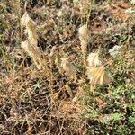 Image result for Harpachne schimperi