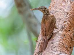 Image result for Pycreus flavidus