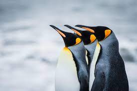 Penguins wallpapers in ultra hd or 4k. Penguins Wallpapers Top Free Penguins Backgrounds Wallpaperaccess