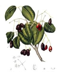 Image result for Syzygium cumini