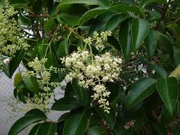 Image result for Ligustrum lucidum