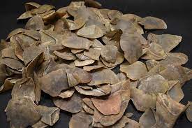 We did not find results for: Pangolins